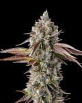 Strawberry Skrilla Feminisiert Saatgut-COM-STRSKR-FEM