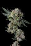 Glue 31 Feminized Seeds-COM-GL31-FEM