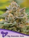 Big Bazooka Auto Feminised Seeds-ANES-BIBA-AUTO-FEM