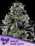 Violet Face Auto Feminisiert Saatgut-ANES-VIFA-AUTO-FEM