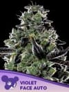 Violet Face Auto Feminisiert Saatgut-ANES-VIFA-AUTO-FEM