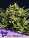 WHAM BOOM Auto Feminised Seeds-ANES-WHBO-AUTO-FEM