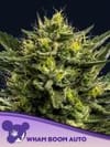 WHAM BOOM Auto Feminisiert Saatgut-ANES-WHBO-AUTO-FEM