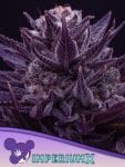 Imperium X Feminised Seeds-ANES-IMPX-FEM