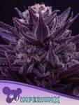 Imperium X Feminised Seeds-ANES-IMPX-FEM
