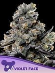 Violet Face Feminized Seeds-ANES-VIFA-FEM