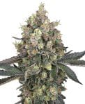 Sweet Berry Breeze Feminised Seeds-WHITE-SWBB-FEM