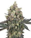 Sweet Berry Breeze Feminisiert Saatgut-WHITE-SWBB-FEM