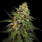 Snoop's Apple Frizzle Feminised Seeds-LV8-SNAF-FEM