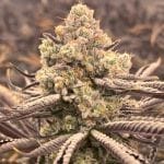 Sour Grape Punch Feminised Seeds-LV8-SOGP-FEM