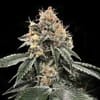 HG23 (Michael Jordan) Feminised Seeds-DNA-HG23-FEM