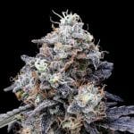 MacMelon Auto Feminised Seeds-DNA-MACME-AUTO-FEM
