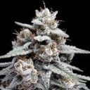 Skywalker Kush Auto Feminised Seeds-DNA-SKYWK-AUTO-FEM