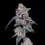 The Big Mac Auto Feminised Seeds-DNA-TBM-AUTO-FEM
