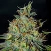 Picante Feminised Seeds-G13L-PIC-FEM