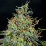 Picante Feminised Seeds-G13L-PIC-FEM