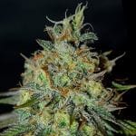 Picante Feminised Seeds-G13L-PIC-FEM