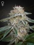 Super Banana Mango (SLH x GMO) феминизирани семена-GH-SLHGMO-FEM