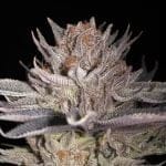 Lemon Tree 2.0 Feminised Seeds-SIL-LTREE2-FEM