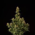 Amaretto Tarmac Auto Feminised Seeds-SEST-AMTA-AUTO-FEM