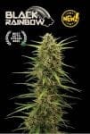 Black Rainbow Auto Feminised Seeds-SEST-BLRA-AUTO-FEM