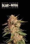 Blue Moby Auto Feminised Seeds-SEST-BLMO-AUTO-FEM