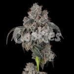 Blueberry Cherries Feminised Seeds-COOK-BLCH-FEM