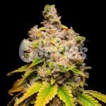 Lemon Cherry Sherb Feminised Seeds-COOK-LECS-FEM