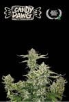 Candy Dawg Auto Feminised Seeds-SEST-CADA-AUTO-FEM