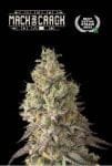 Mack & Crack Auto Feminised Seeds-SEST-MACR-AUTO-FEM