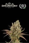Santa Marta Haze Auto Feminised Seeds-SEST-SAMH-AUTO-FEM