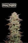 Sticky Fingers Auto Feminised Seeds-SEST-STFI-AUTO-FEM