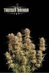 Thunder Banana Auto Feminised Seeds-SEST-THBA-AUTO-FEM