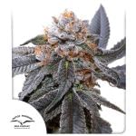 Blue Zushi Feminised Seeds-DP-BLZU-FEM