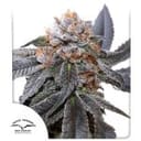 Blue Zushi Feminisiert Saatgut-DP-BLZU-FEM