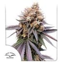 GMO FAST Feminized Seeds-DP-GMO-FAST-FEM