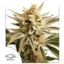 Lemon Z Feminized Seeds-DP-LEMZ-FEM