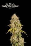 Santa Marta Haze Feminised Seeds-SEST-SAMA-FEM