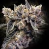 Bruised Bananas Feminisiert Saatgut-DNA-BRB-FEM