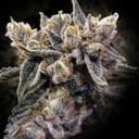 Bruised Bananas Feminised Seeds-DNA-BRB-FEM
