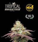 Tropical Zmoothie Feminised Seeds-SEST-TRZM-FEM