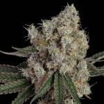 Another Level Feminised Seeds-HAVG-ANLE-FEM