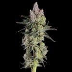 Equilibrium Feminized Seeds-HAVG-EQUI-FEM