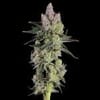 Equilibrium Feminised Seeds-HAVG-EQUI-FEM