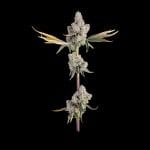 Overtime Feminised Seeds-HAVG-OVER-FEM