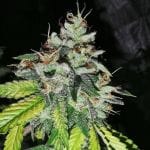 Britcoin Feminised Seeds-PF-BRIT-FEM