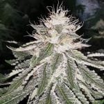 MAC 11 Feminised Seeds-PF-MAC11-FEM
