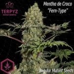 Mentha de Croco 'Fern-Type' редовно семена-TERP-MDCFT-REG