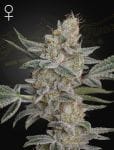 Super Lemon Haze x RS11 Feminised Seeds-GH-SLHRS11-FEM