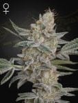 Air Lemon (SLH x RS11) Feminised Seeds-GH-SLHRS11-FEM